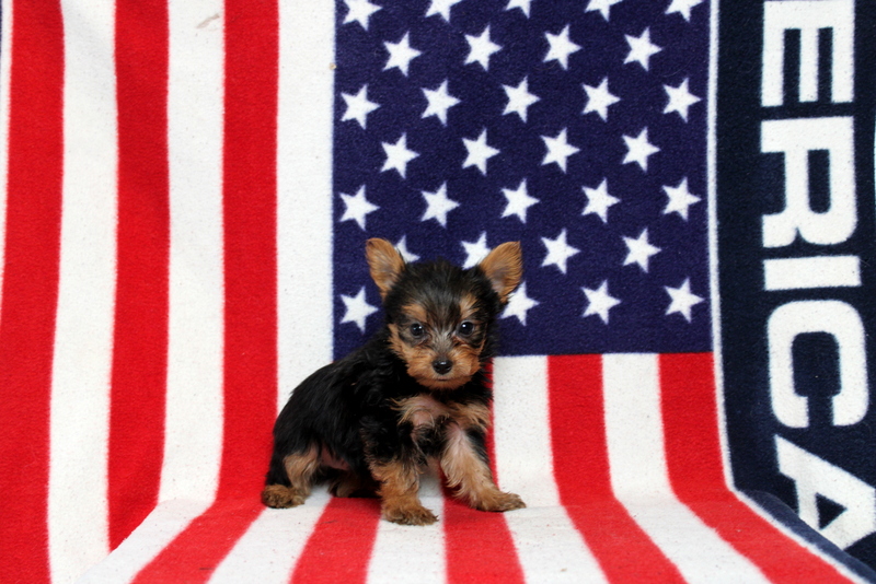 puppy, for, sale, Yorkshire Terrier, Matthew B. Stoltzfus, dog, breeder, Gap, PA, dog-breeder, puppy-for-sale, forsale, nearby, find, puppyfind, locator, puppylocator, aca